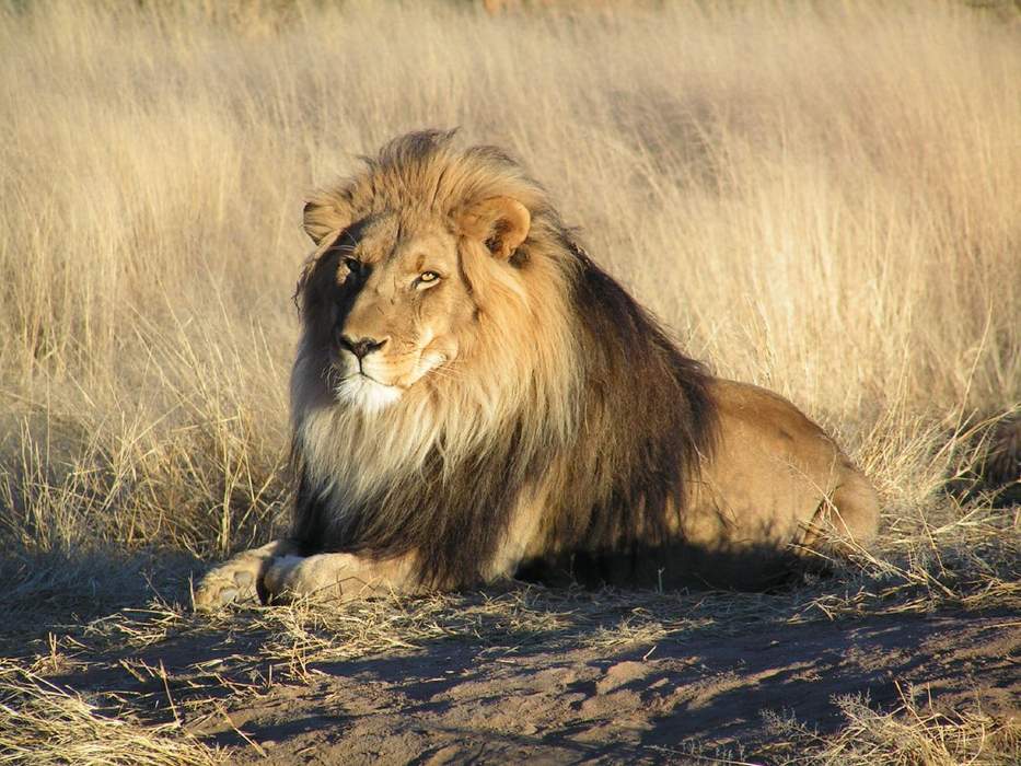 Lion: Large cat native to Africa and Asia