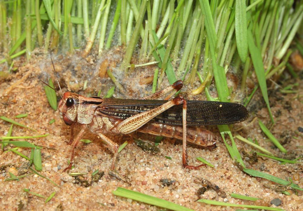 Locust: Swarming grasshoppers