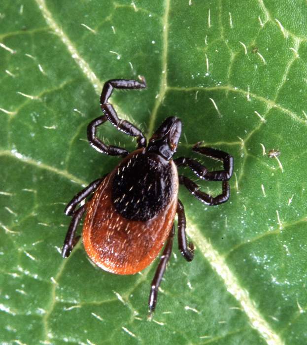 Lyme disease: Infectious disease caused by Borrelia bacteria, spread by ticks