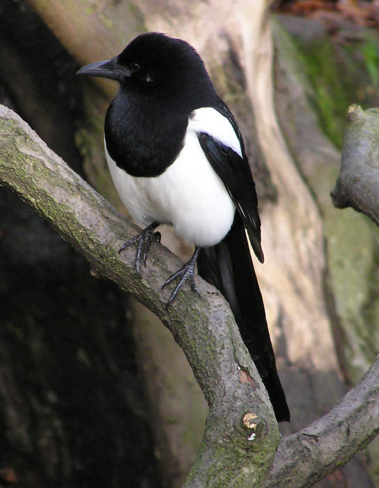 Magpie: Large bird in the corvid family