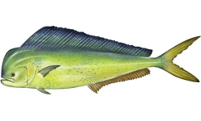 Mahi-mahi: Species of fish; AKA common dolphinfish