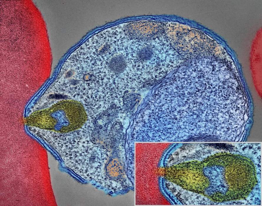 Malaria: Mosquito-borne infectious disease