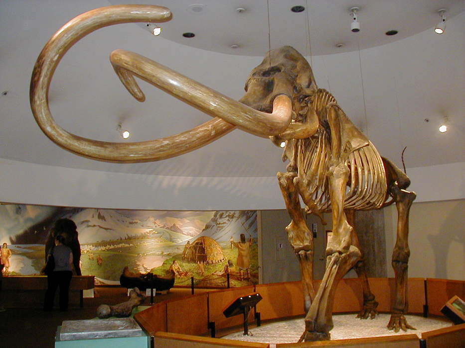 Mammoth: Extinct genus of mammals