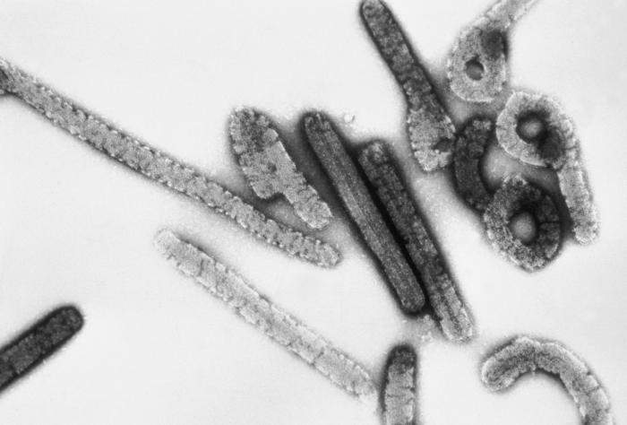 Marburg virus: Species of filamentous virus responsible for hemorrhagic fever