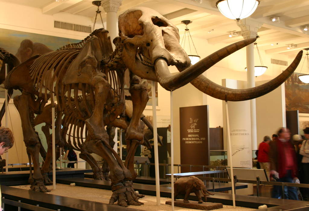 Mastodon: Genus of mammals (fossil)