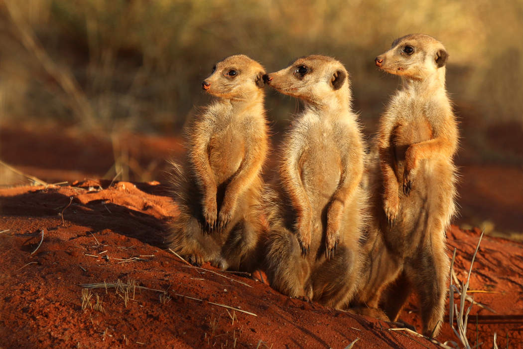 Meerkat: Species of mongoose from Southern Africa