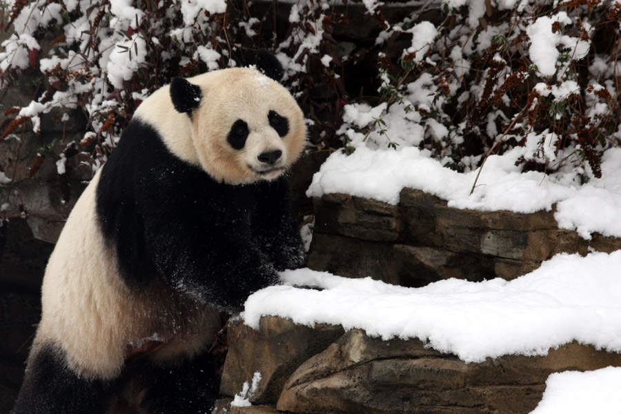 Mei Xiang: Female giant panda