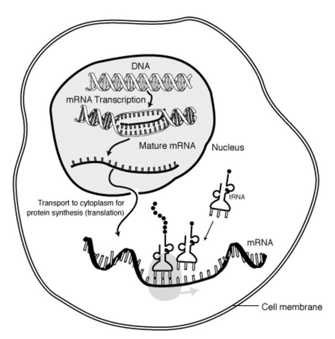 Messenger RNA: RNA that is read by the ribosome to produce a protein