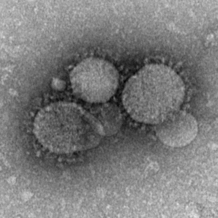 MERS-CoV: Species of virus