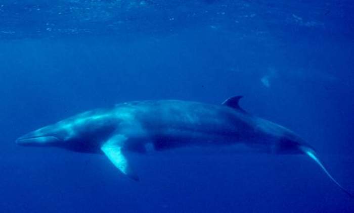 Minke whale: Species of whale