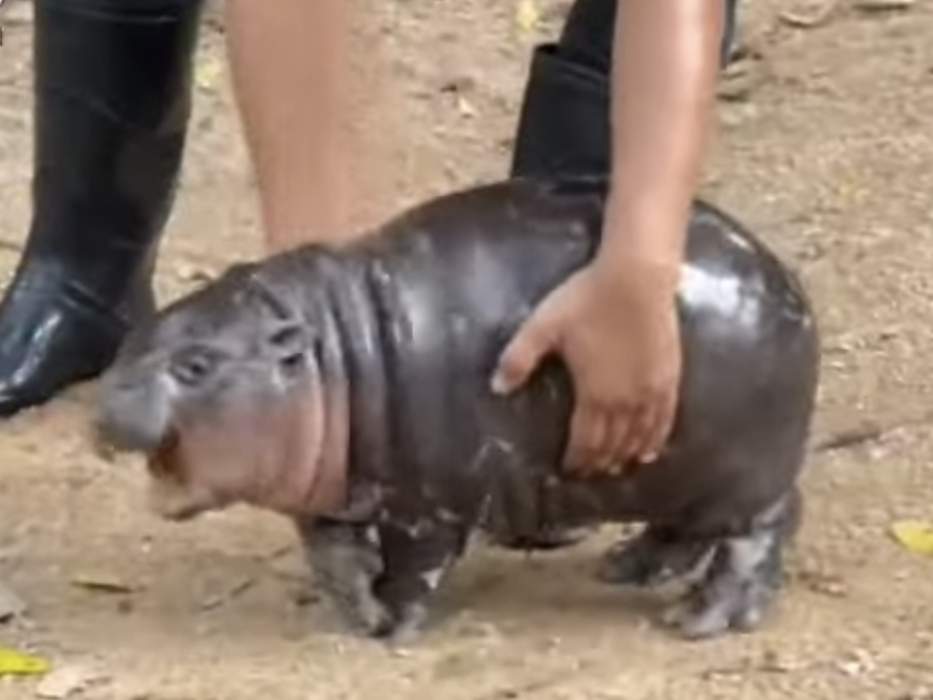 Moo Deng: Thai pygmy hippopotamus (born 2024)