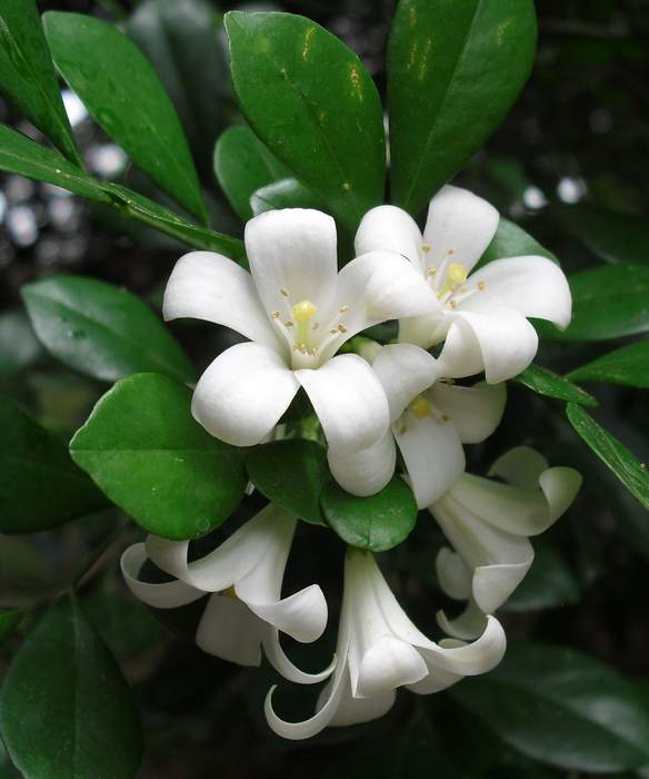 Murraya: Genus of flowering plants