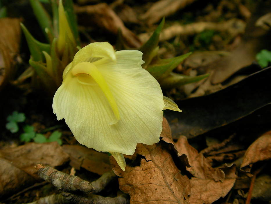 Myoga: Species of flowering plant