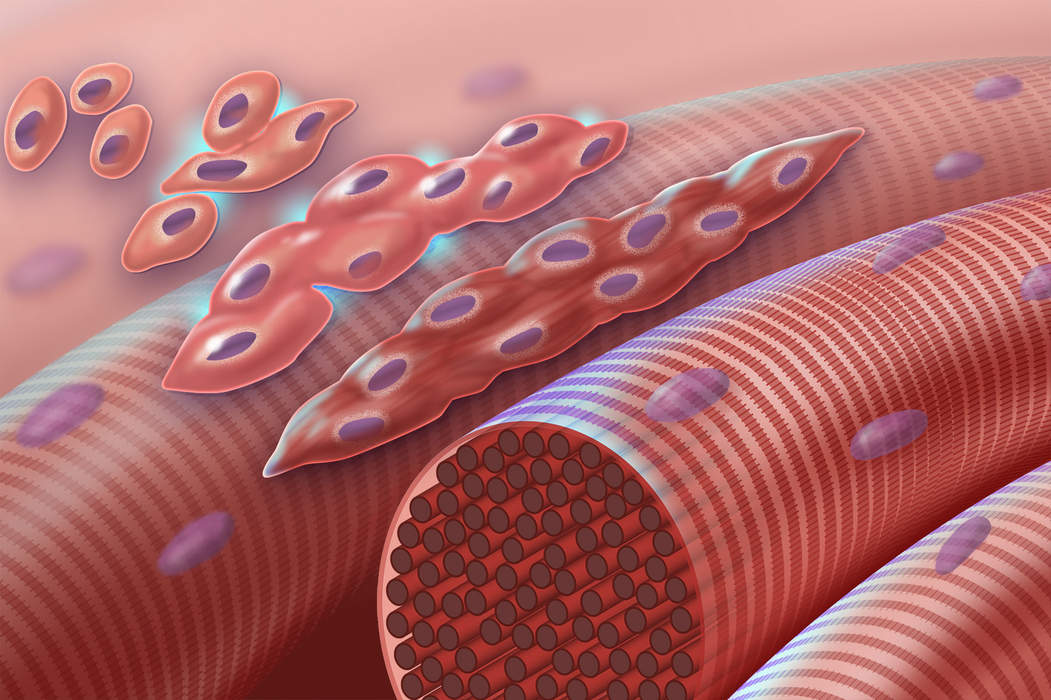 Myogenesis: Formation of muscular tissue, particularly during embryonic development
