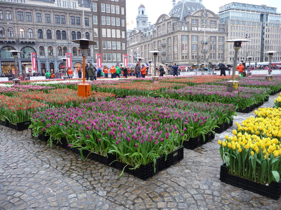 National Tulip Day: 