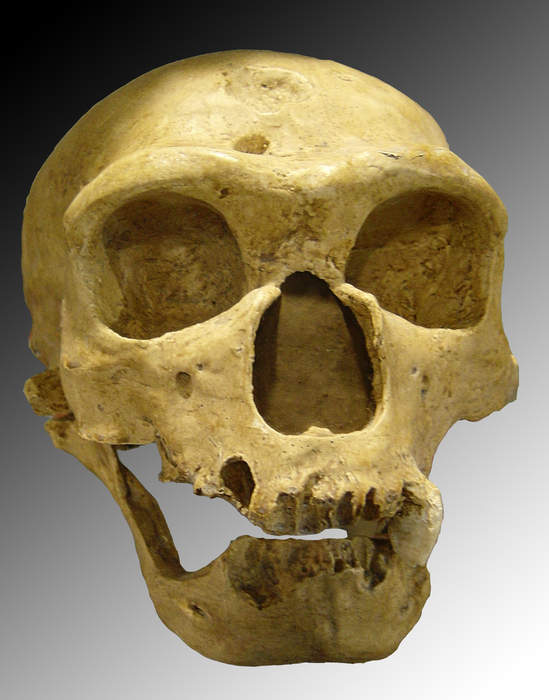 Neanderthal: Extinct Eurasian species or subspecies of archaic humans