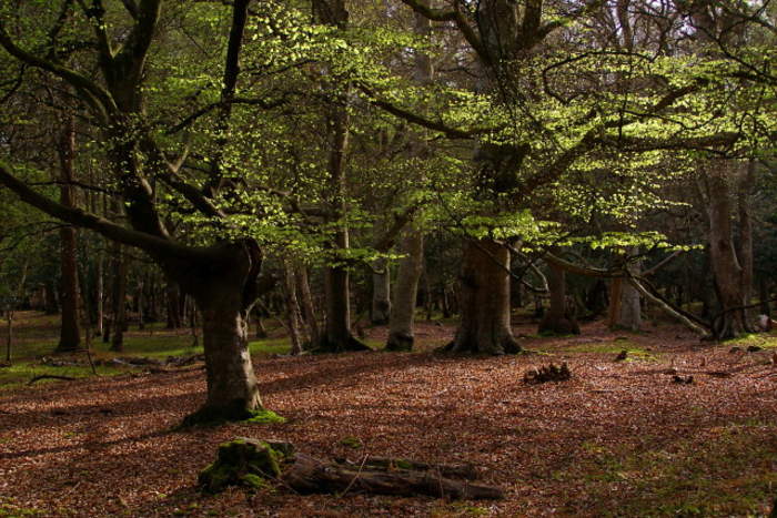 New Forest: National park in southern England