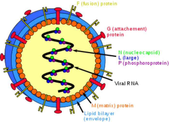Nipah virus infection: Disease caused by Nipah virus