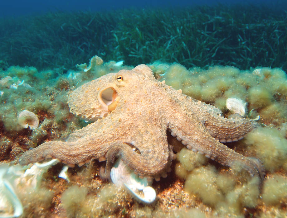 Octopus: Soft-bodied eight-limbed order of molluscs