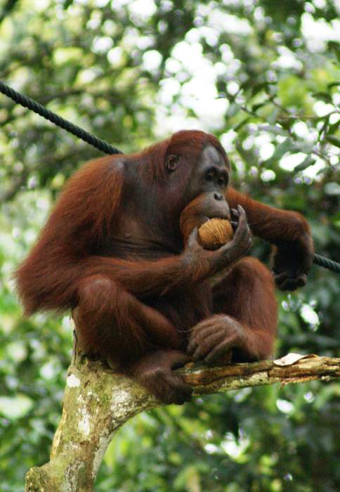 Orangutan: Genus of Asian apes