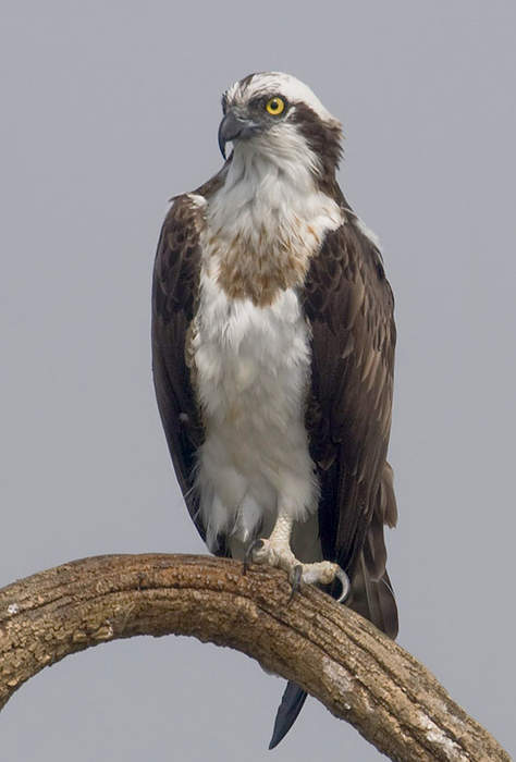 Osprey: Species of bird