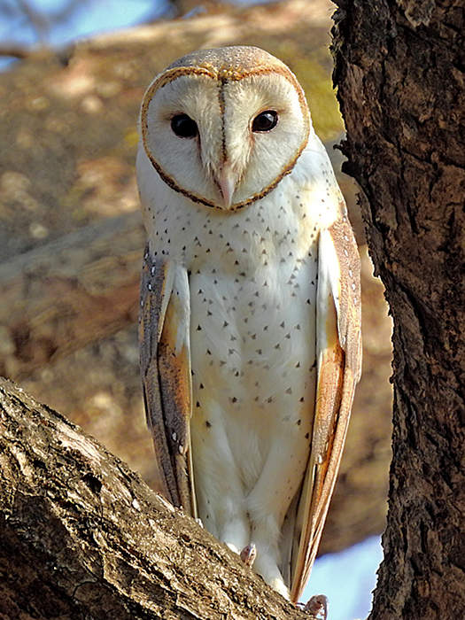 Owl: Birds from the order Strigiformes