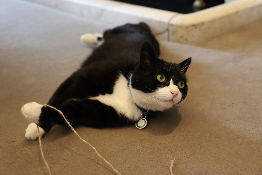 Palmerston (cat): Resident Chief Mouser of the Foreign & Commonwealth Office in London