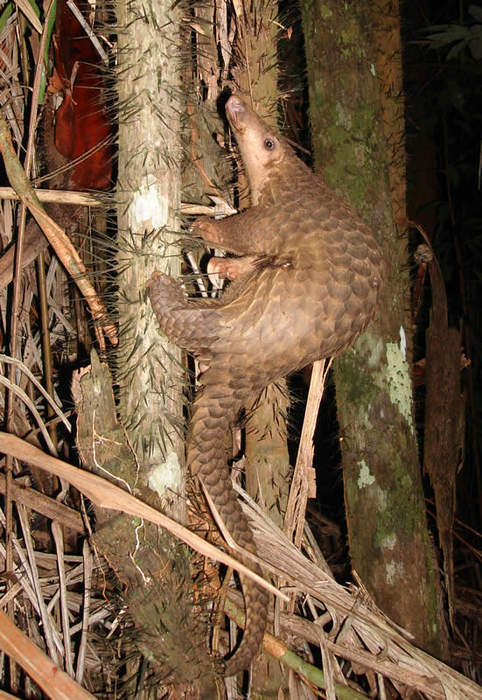 Pangolin: An order of mammals (Pholidota) related to carnivorans