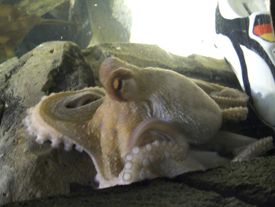 Paul the Octopus: A common octopus used to predict the results of association football matches