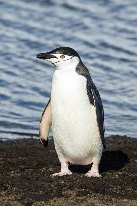 Penguin: Family of aquatic flightless birds