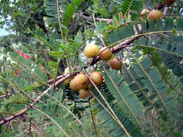 Phyllanthus emblica: Berry and plant