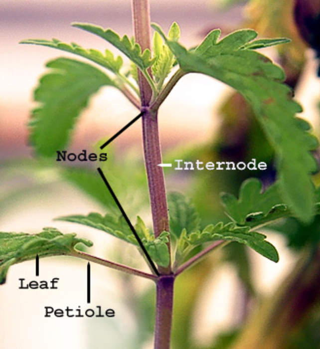 Plant stem: Structural axis of a vascular plant