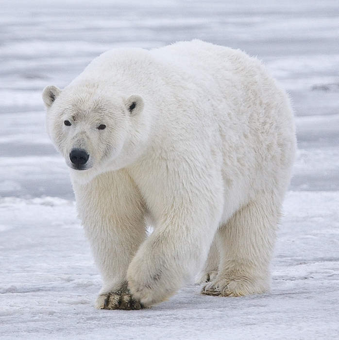 Polar bear: Species of bear native largely to the Arctic Circle