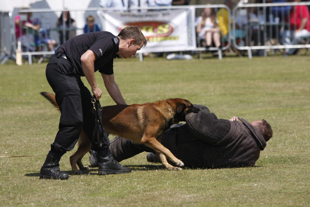 Police dog: Dog trained and used for law enforcement