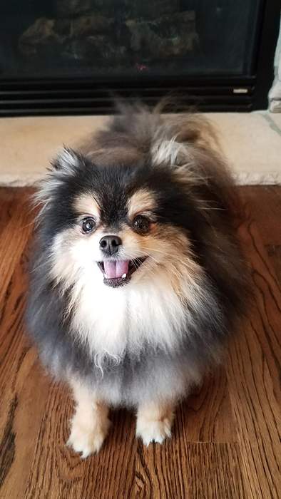 Pomeranian dog: Dog breed