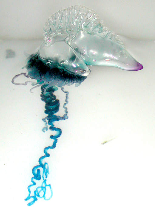Portuguese man o' war: Species of marine cnidarian