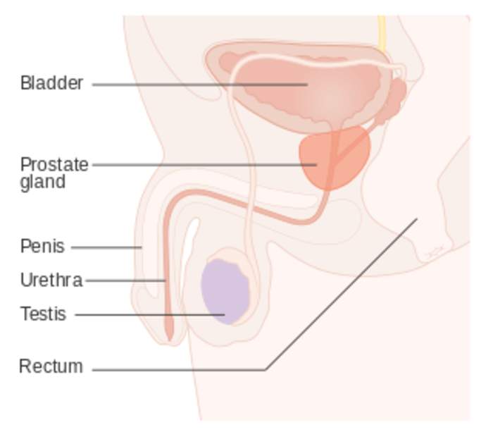 Prostate cancer: Male reproductive organ cancer