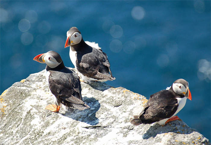 Puffin: One of several species of seabird