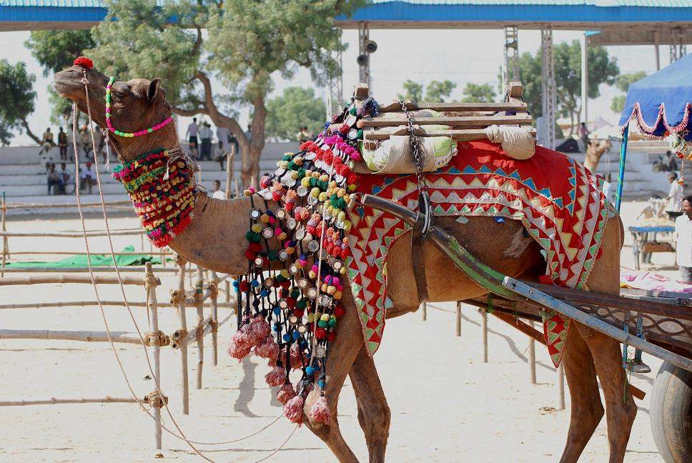 Pushkar Fair: Camel, horse, cattle trading fair with cultural events