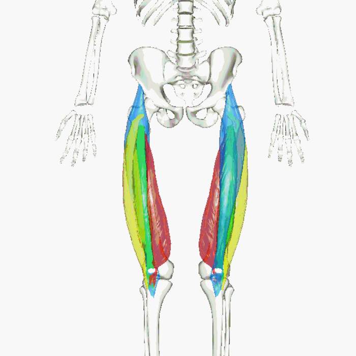 Quadriceps: Group of human leg muscle