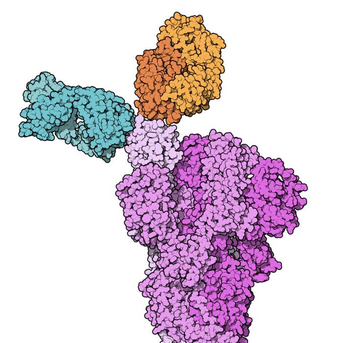 REGN-COV2: Experimental drug (antibody cocktail against SARS-CoV-2) developed by Regeneron
