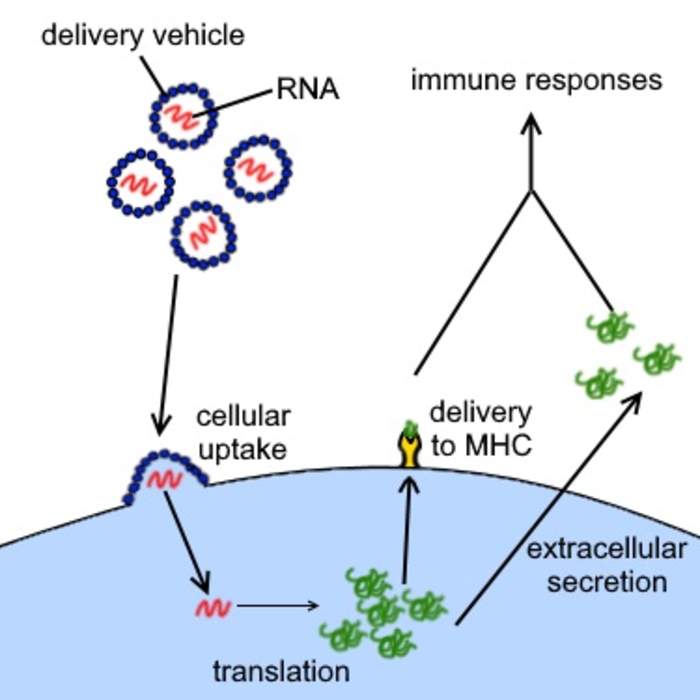 mRNA vaccine: Type of vaccine