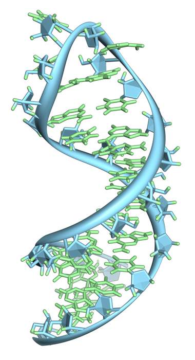 RNA: Family of large biological molecules