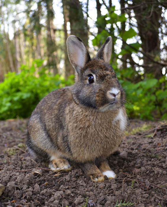 Rabbit: Mammals of the family Leporidae