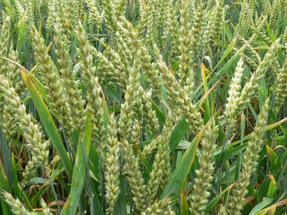 Rabi crop: Classification of crops harvested in spring season in the Indian Subcontinent