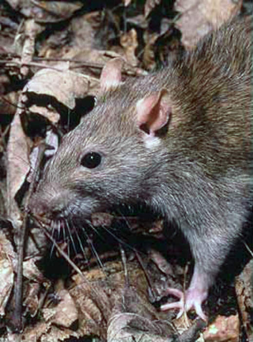 Rat: Several  genera of rodents