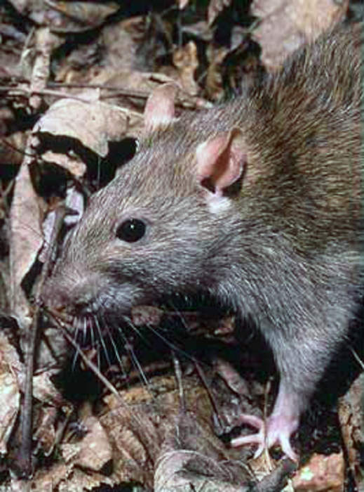 Rat: Several genera of rodents