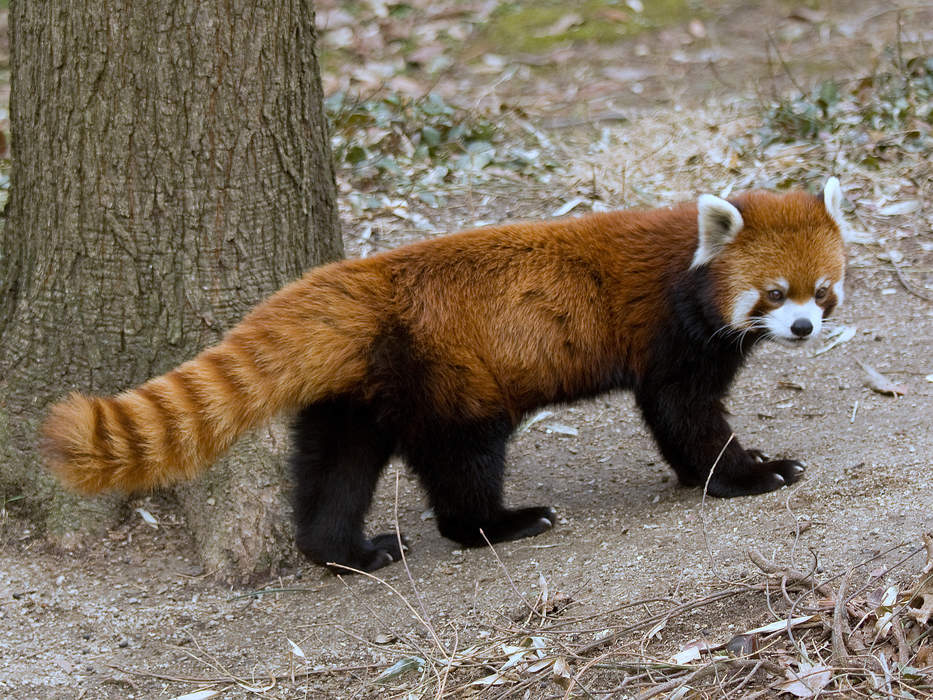 Red panda: Species of mammal