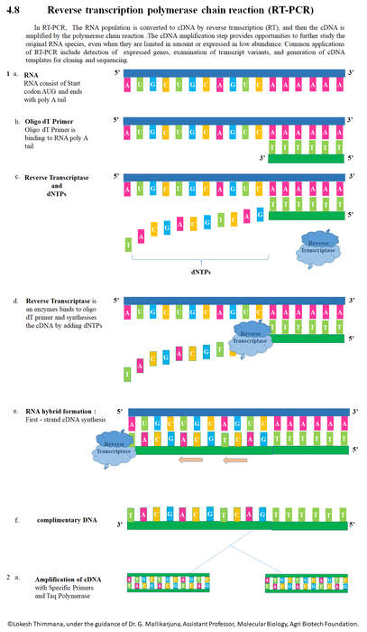 Reverse transcription polymerase chain reaction: Laboratory technique to multiply an RNA sample for study