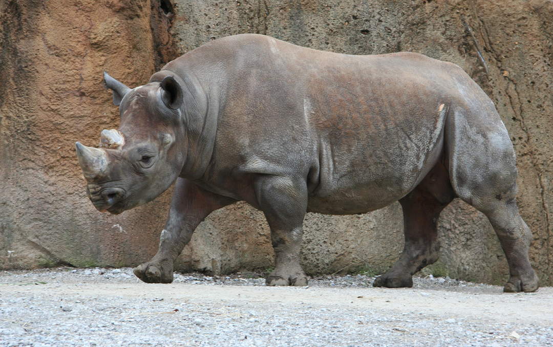 Rhinoceros: Family of mammals